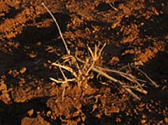 Decision expected if nationwide drought will be declared